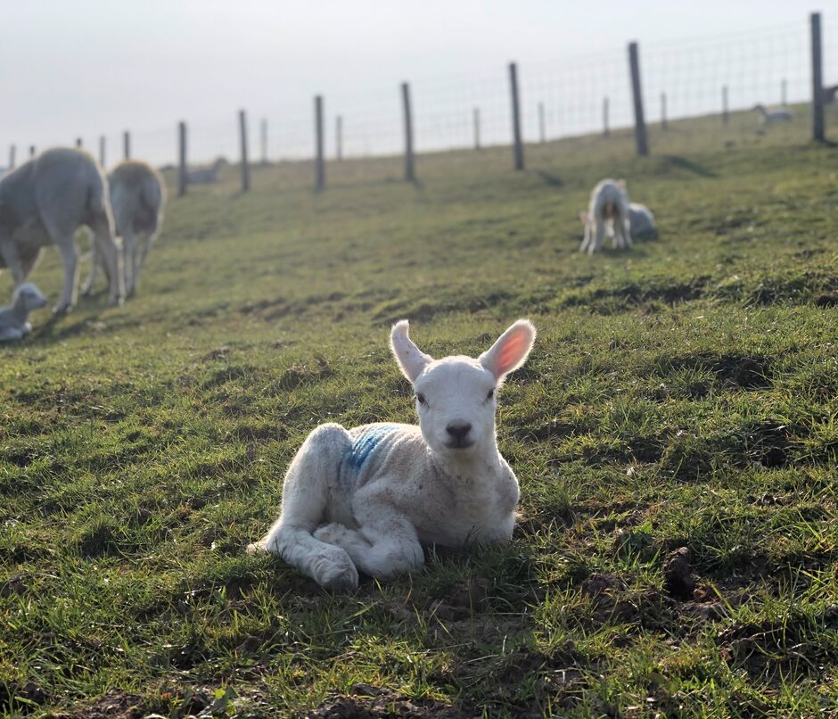Hazelknowe Farming Lambs