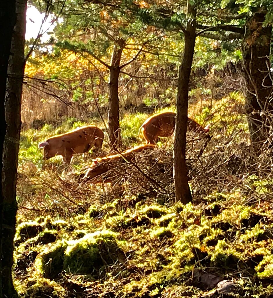 Woodland Pigs Hazelknowe farming New Woll Estate