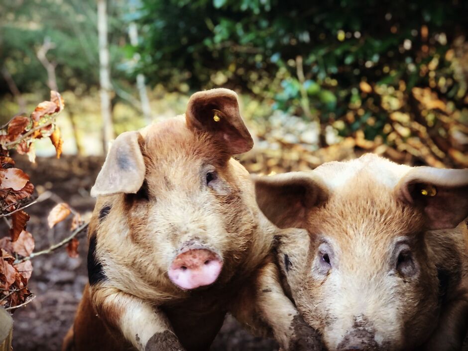 Bacon And Chops at New Woll Estate Hazelknowe farming