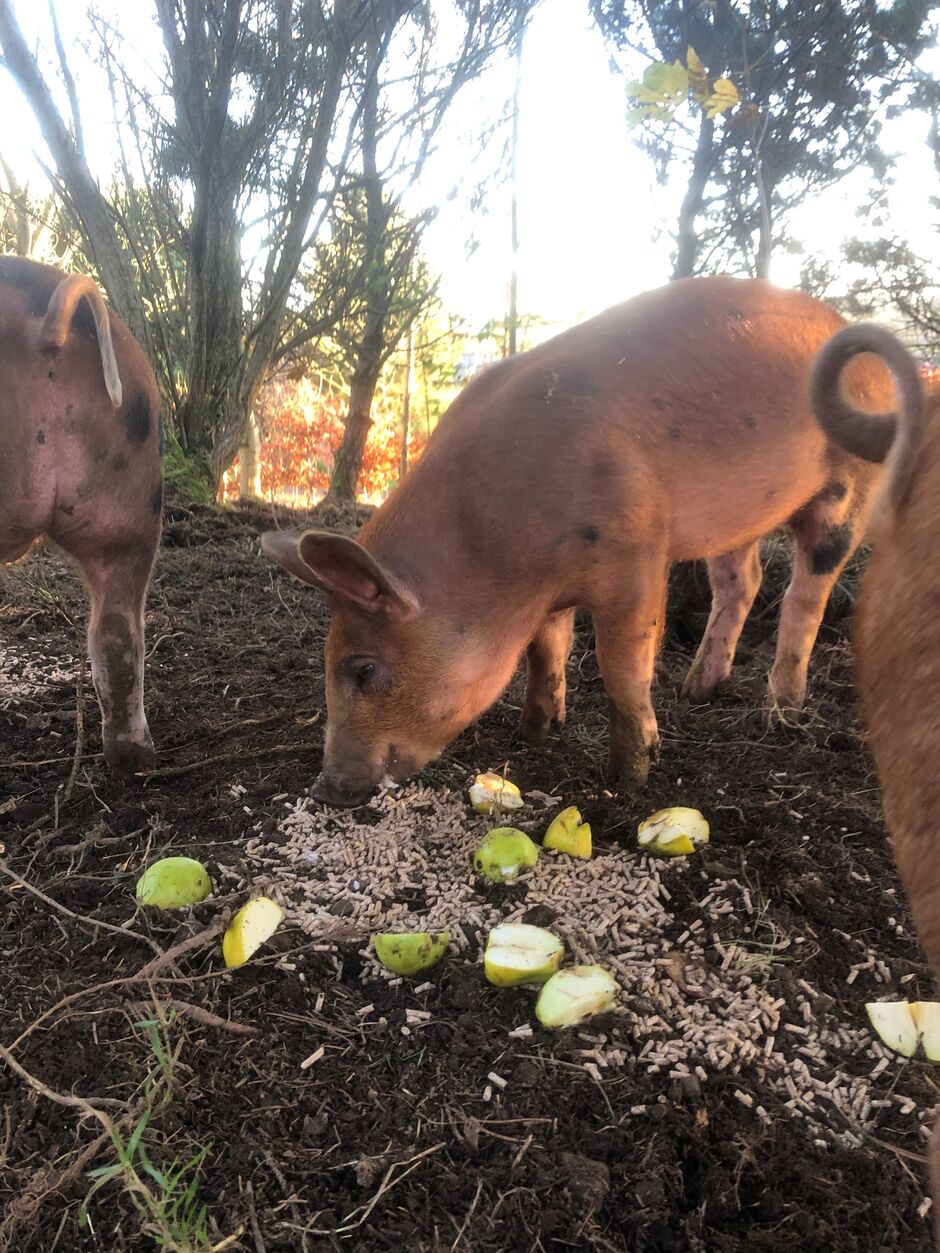 feeding pigs at Hazelknowe farming New Woll Estate