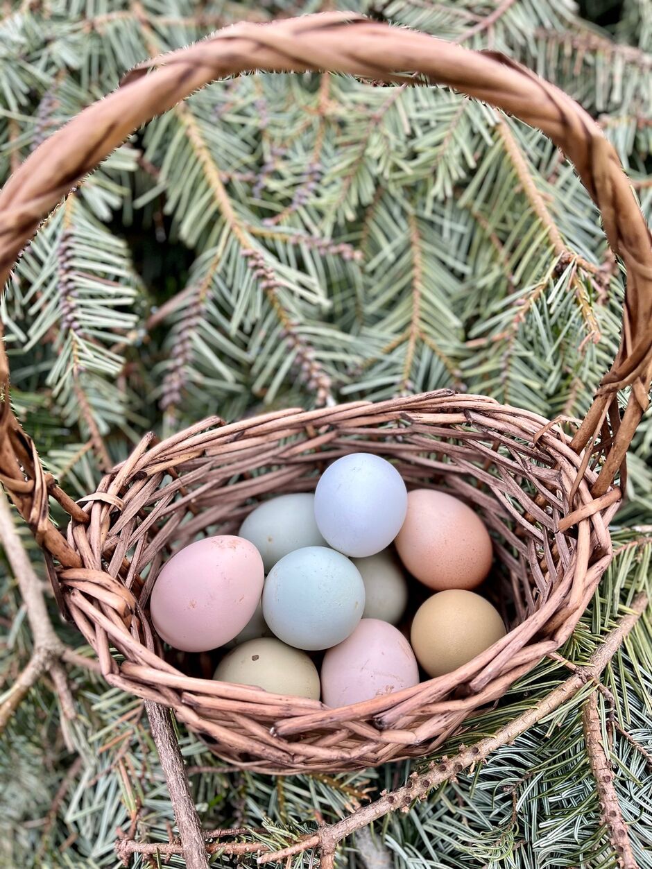 Rainbow eggs New Woll Estate